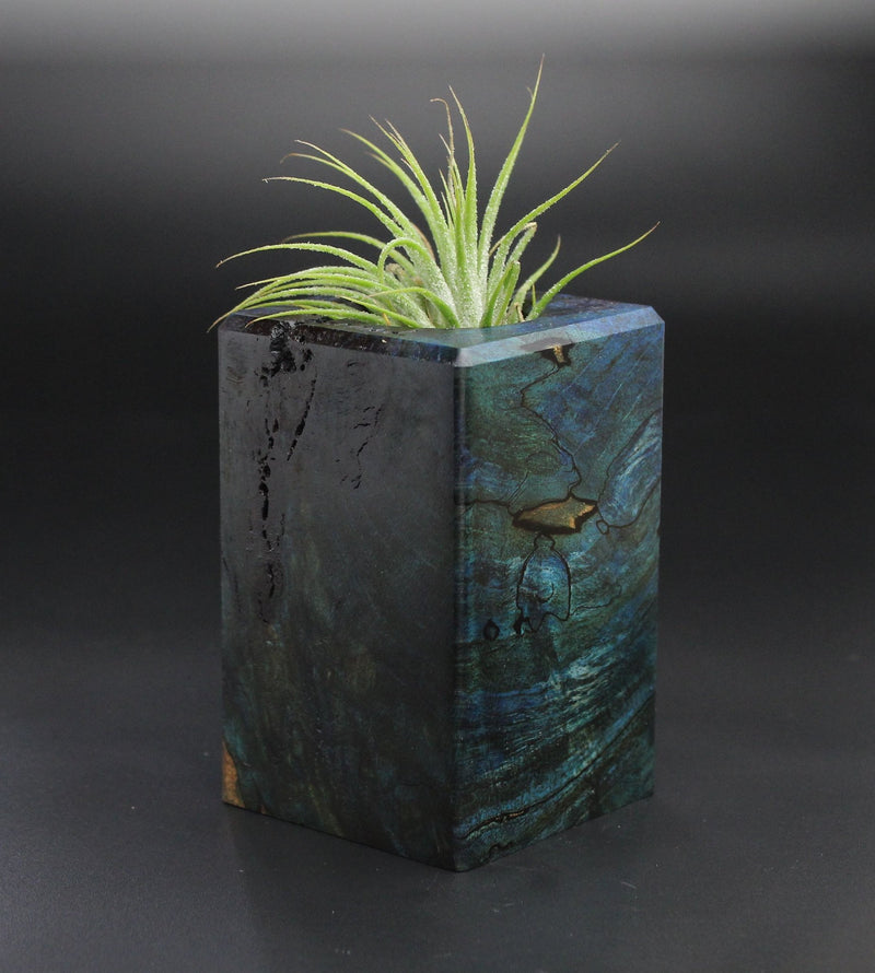 Wood Burl  Air Plant Holder - Mario (Wood Burl, 701454)