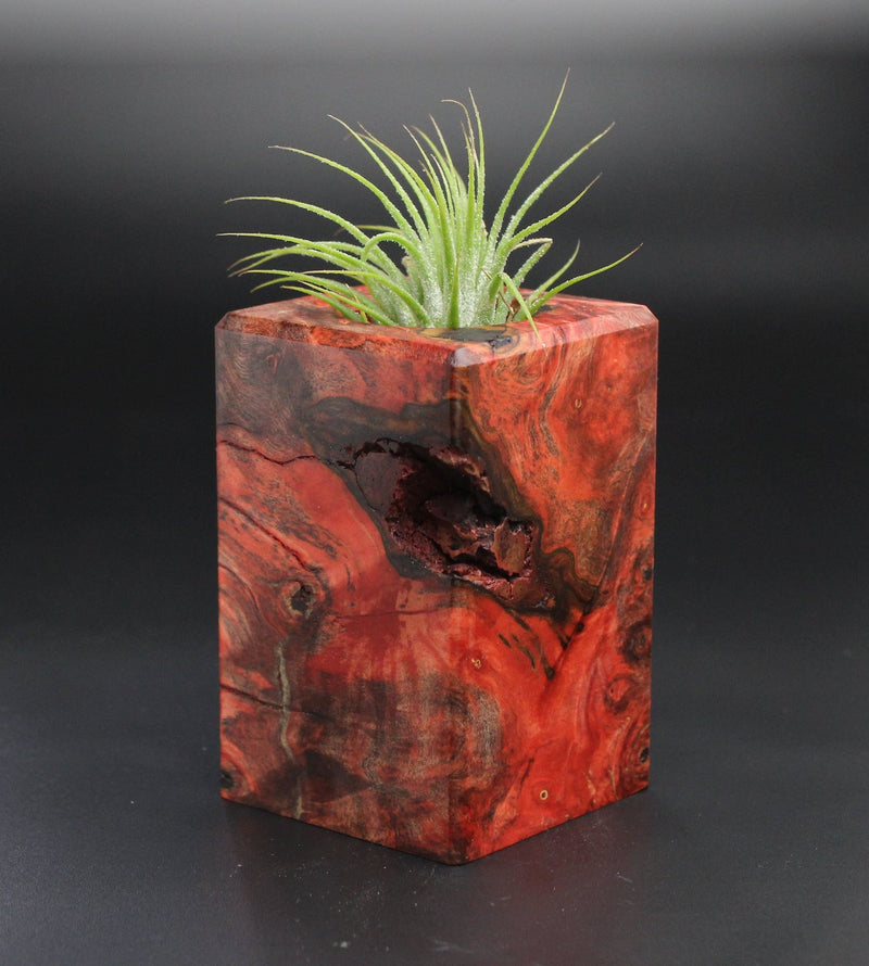Wood Burl  Air Plant Holder - Hannah (Wood Burl, 701455)