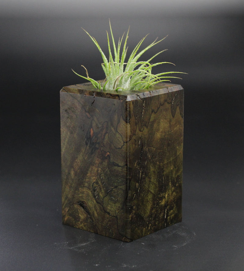 Wood Burl  Air Plant Holder - Raegan (Wood Burl, 701456)