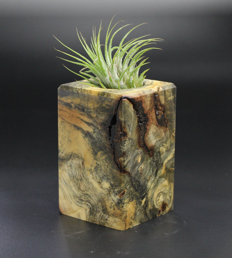Wood Burl  Air Plant Holder - Penny (Wood Burl, 701457)