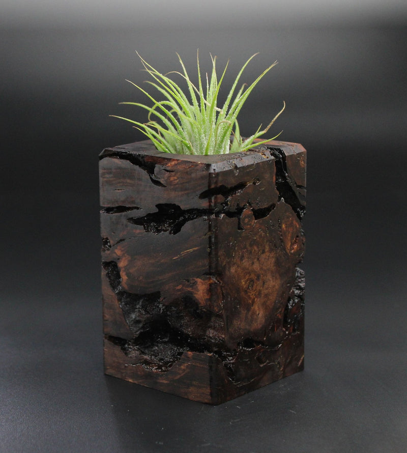 Wood Burl  Air Plant Holder - Gavin (Wood Burl, 701459)