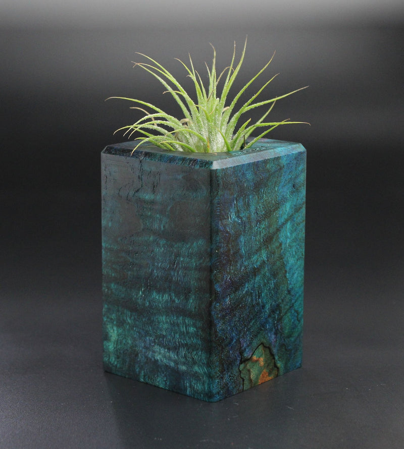 Wood Burl  Air Plant Holder - Jasper (Wood Burl, 701460)