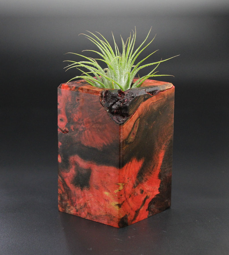 Wood Burl  Air Plant Holder - Khalil (Wood Burl, 701461)