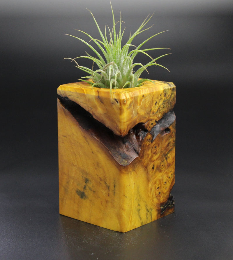 Wood Burl  Air Plant Holder - Mark (Wood Burl, 701462)