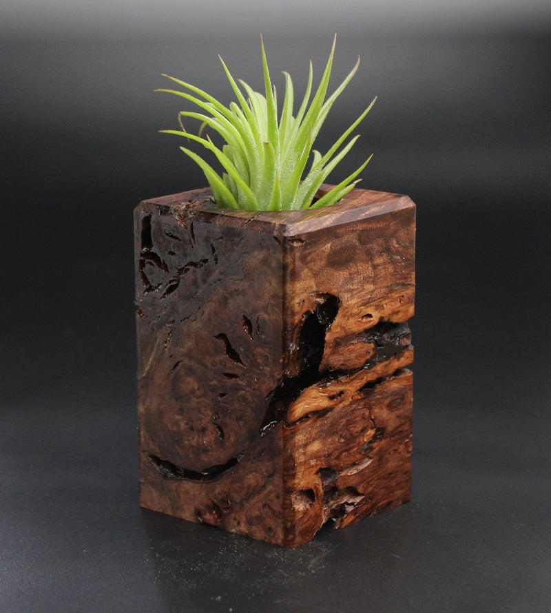 Wood Burl  Air Plant Holder - Ernestine (Wood Burl, 701463)