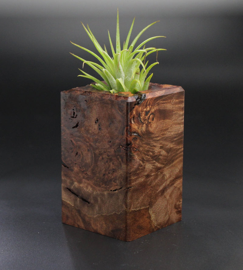 Wood Burl  Air Plant Holder - Sage (Wood Burl, 701464)
