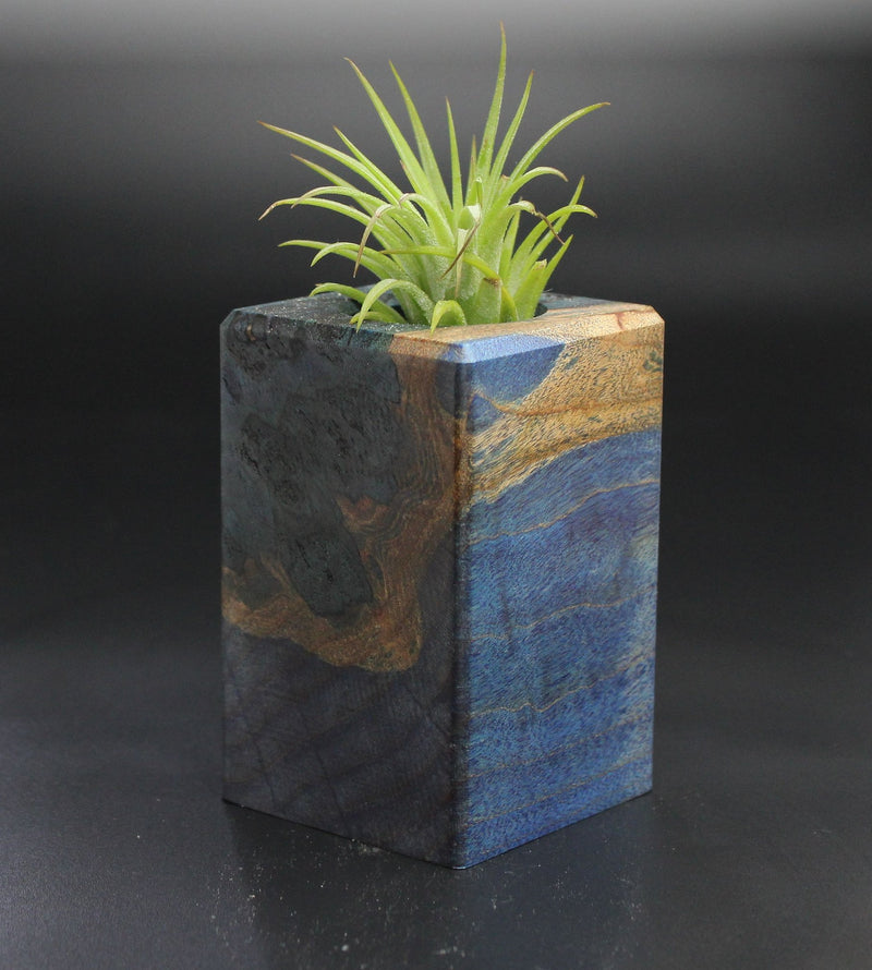 Wood Burl  Air Plant Holder - Betsy (Wood Burl, 701465)