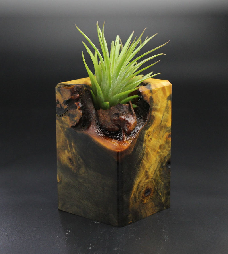 Wood Burl  Air Plant Holder - Pam (Wood Burl, 701466)