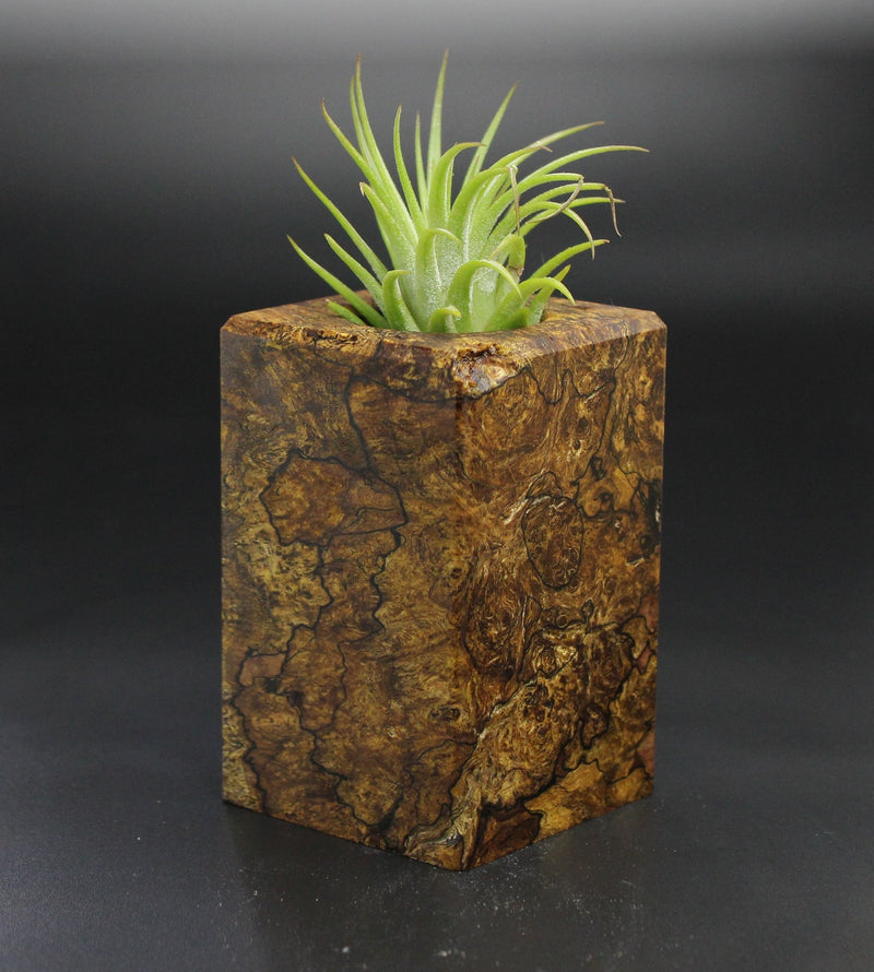 Wood Burl  Air Plant Holder - Clyde (Wood Burl, 701467)