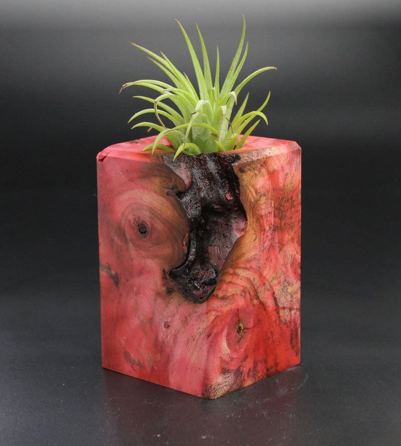 Wood Burl  Air Plant Holder - Kate (Wood Burl, 701469)