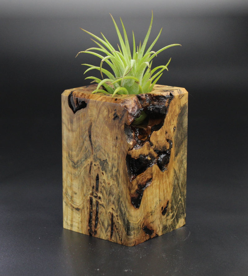 Wood Burl  Air Plant Holder - Cecelia (Wood Burl, 701470)