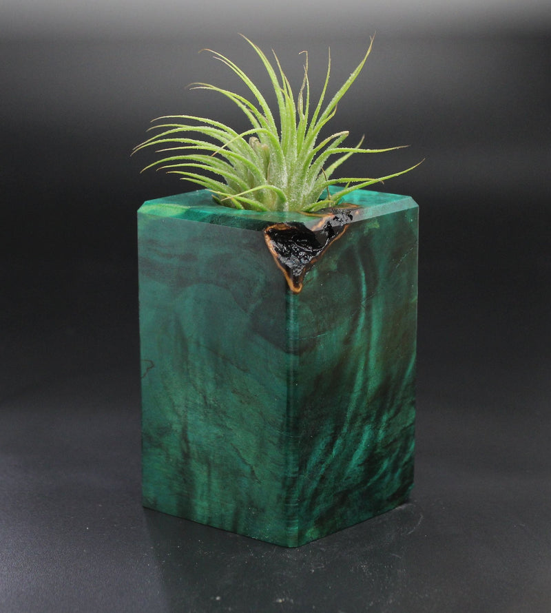 Wood Burl  Air Plant Holder - Beatrice (Wood Burl, 701471)