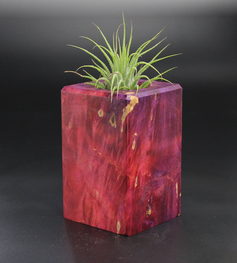 Wood Burl  Air Plant Holder - Issac (Wood Burl, 701472)