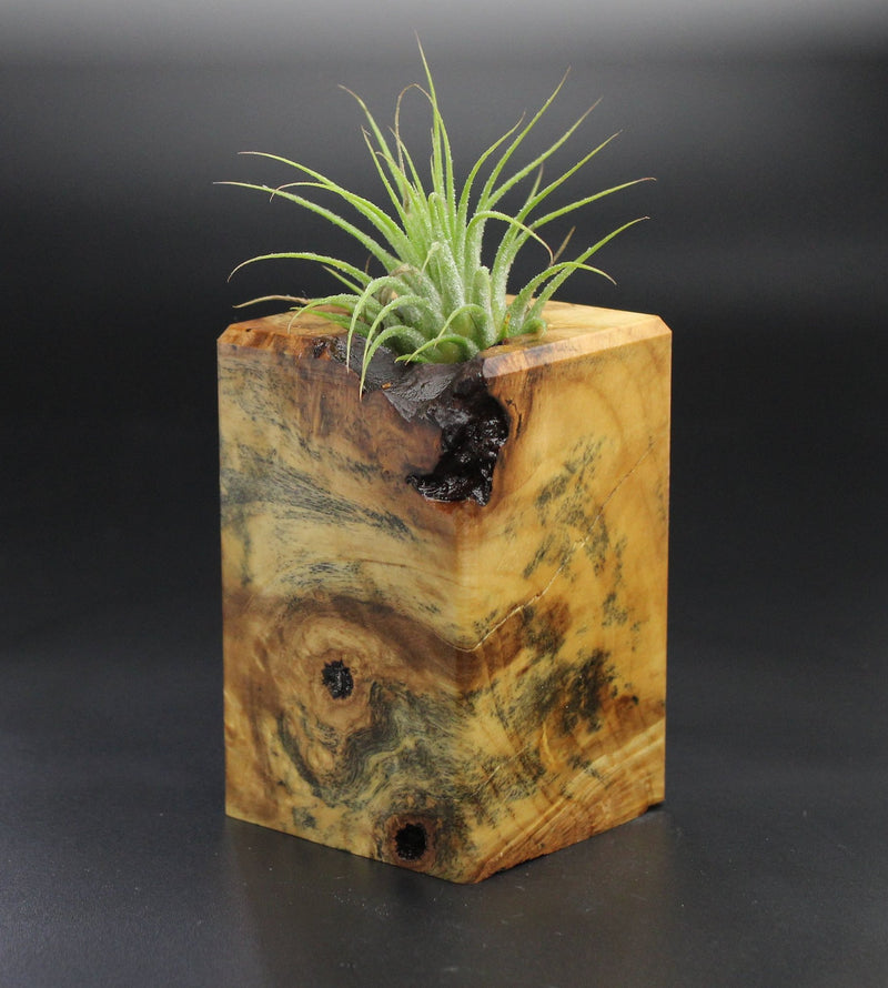 Wood Burl  Air Plant Holder - Nico (Wood Burl, 701473)