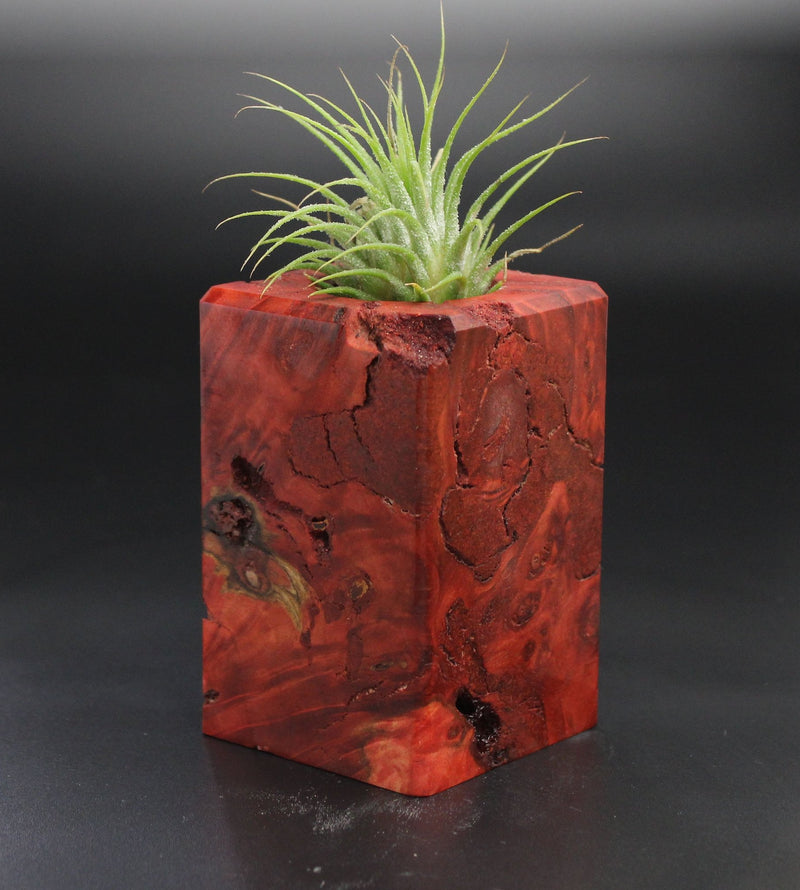 Wood Burl  Air Plant Holder - Muriel (Wood Burl, 701474)
