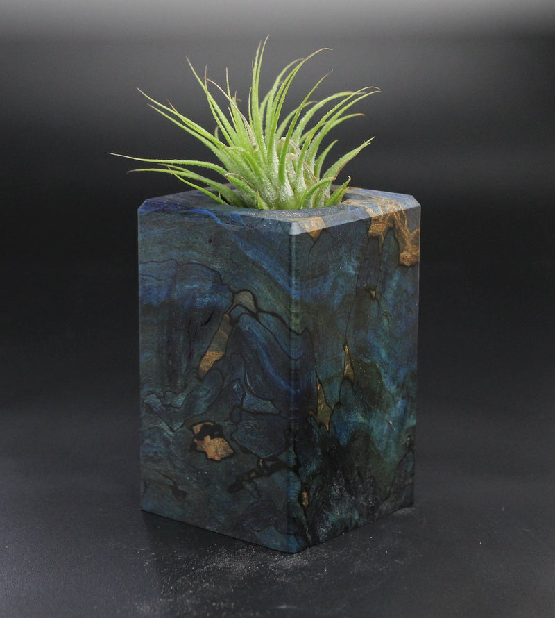 Wood Burl  Air Plant Holder - Aurora (Wood Burl, 701475)