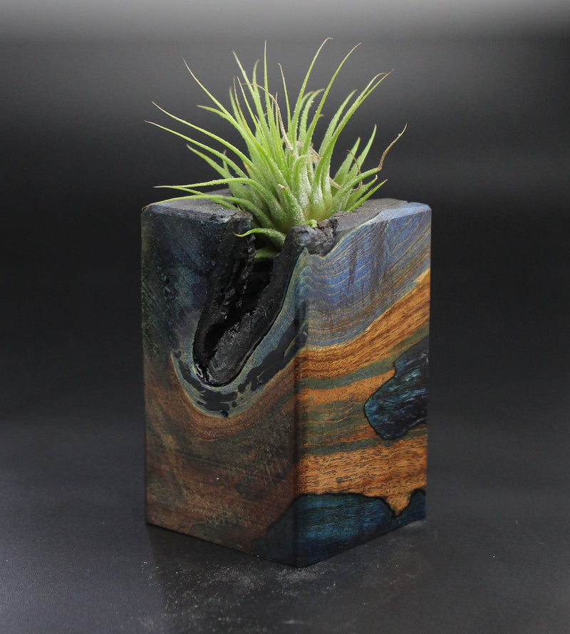 Wood Burl  Air Plant Holder - Vivienne (Wood Burl, 701476)