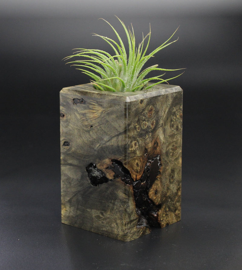 Wood Burl  Air Plant Holder - Esteban (Wood Burl, 701478)