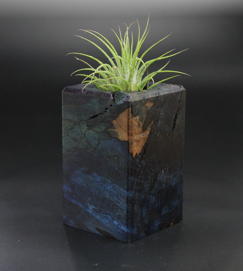 Wood Burl  Air Plant Holder - Danna (Wood Burl, 701479)