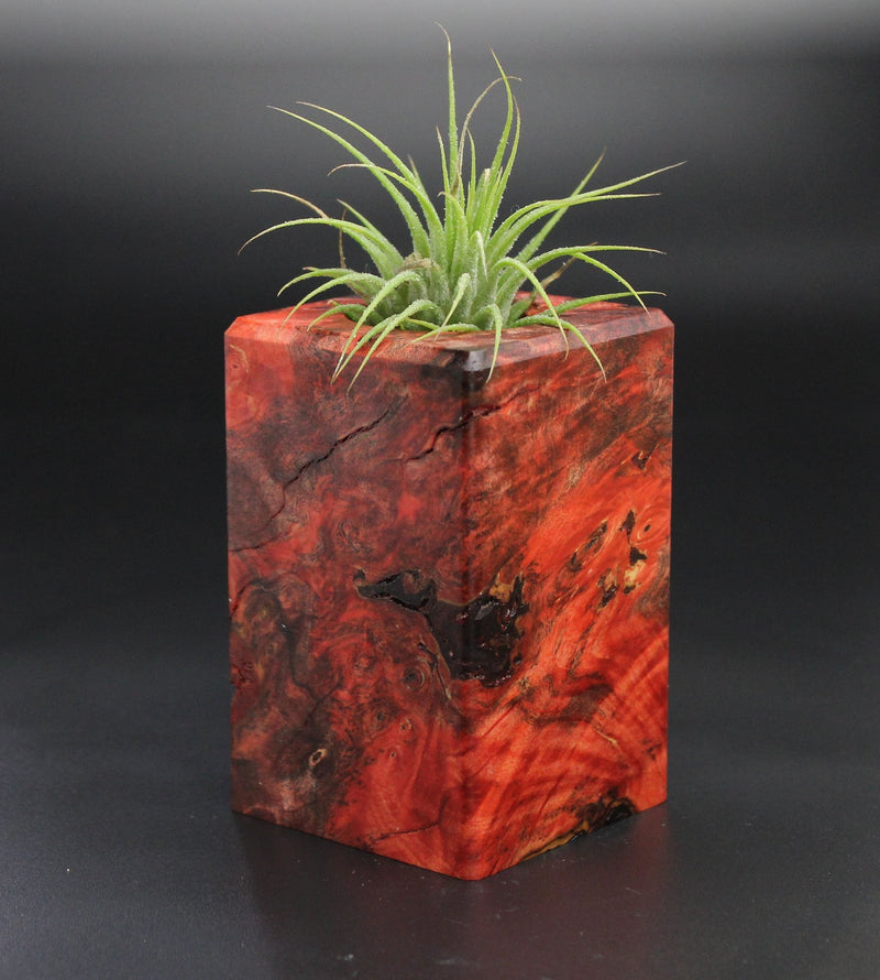 Wood Burl  Air Plant Holder - Knox (Wood Burl, 701480)
