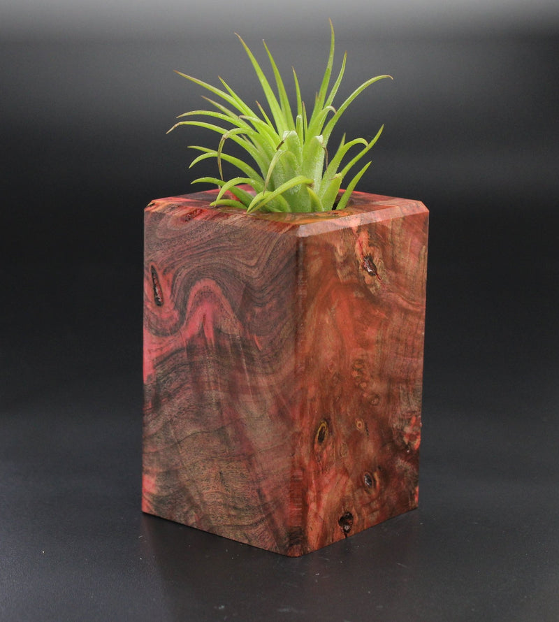 Wood Burl  Air Plant Holder - Audra (Wood Burl, 701481)