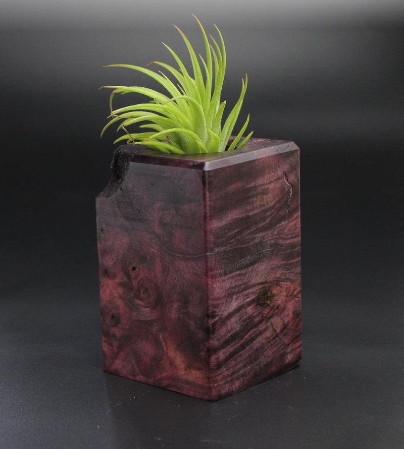 Wood Burl  Air Plant Holder - Terrance (Wood Burl, 701482)