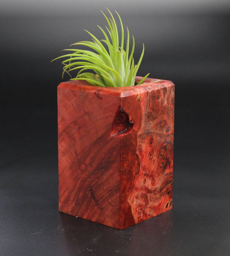 Wood Burl  Air Plant Holder - Devante (Wood Burl, 701483)