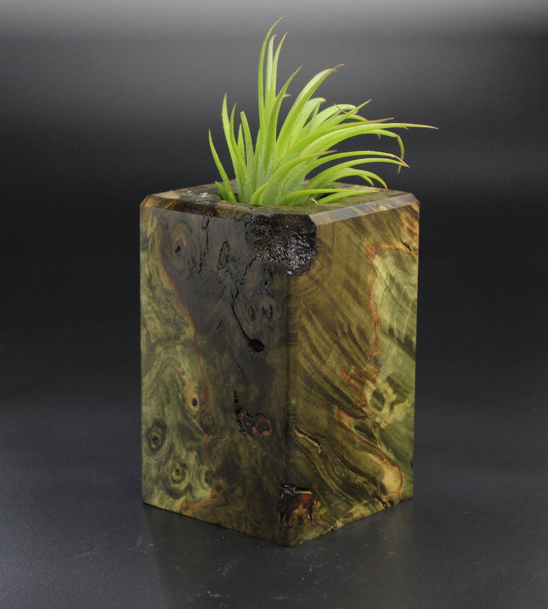 Wood Burl  Air Plant Holder - Jazlyn (Wood Burl, 701485)