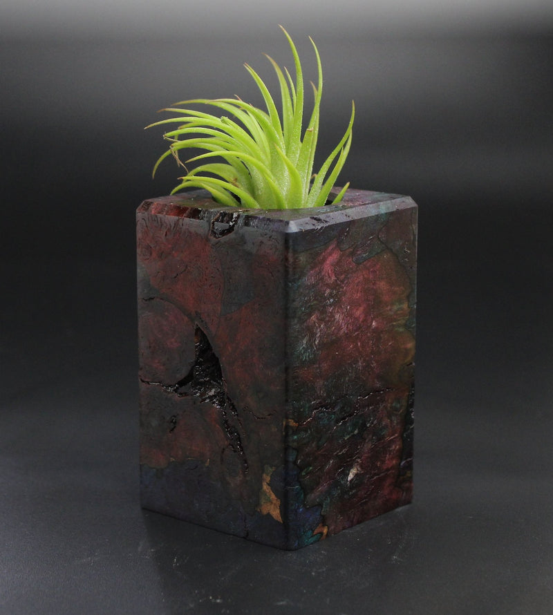 Wood Burl  Air Plant Holder - Madilyn (Wood Burl, 701486)