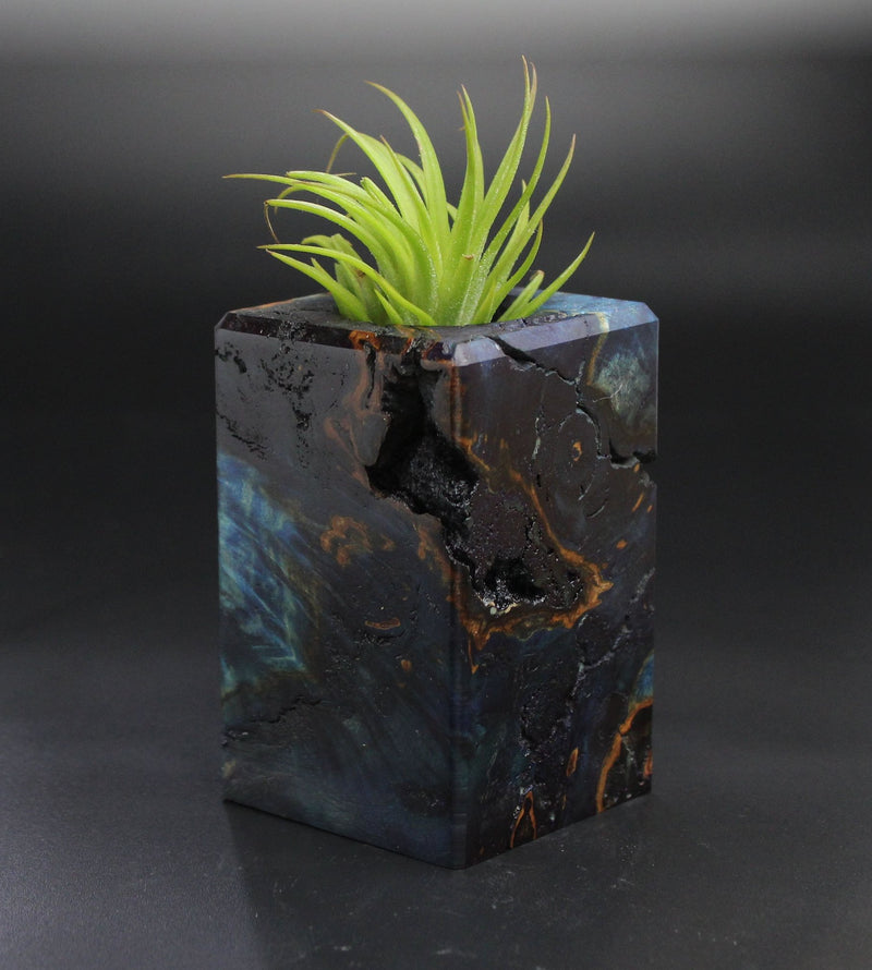 Wood Burl  Air Plant Holder - Preston (Wood Burl, 701490)