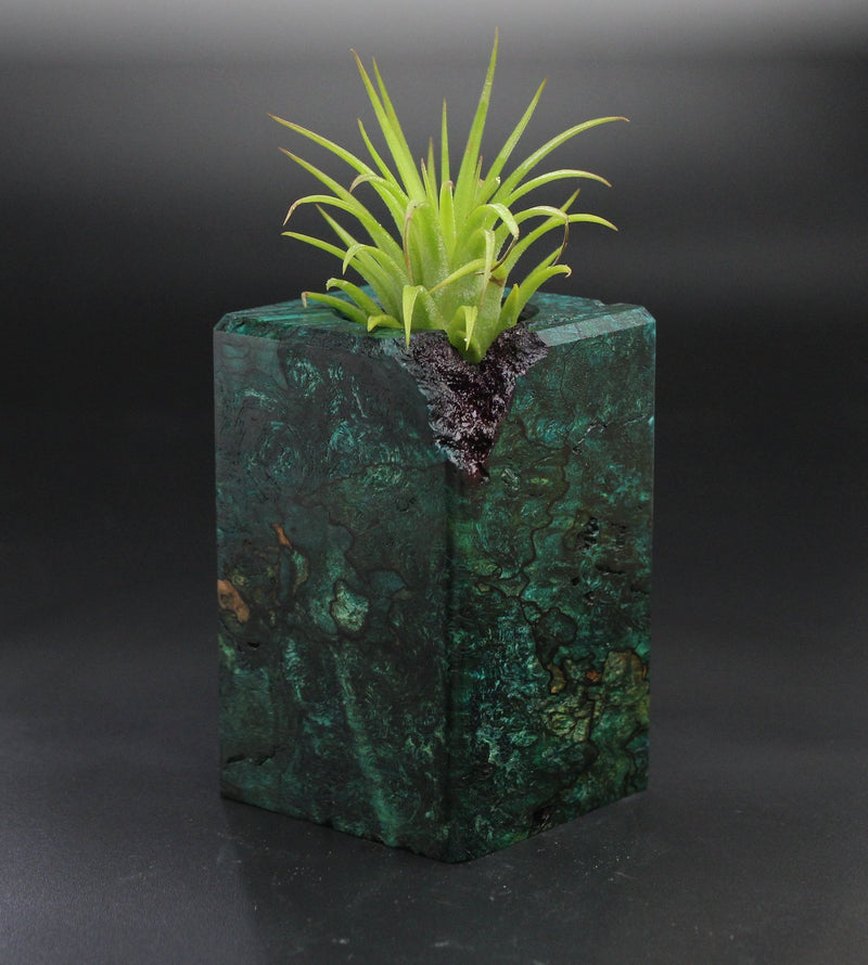 Wood Burl  Air Plant Holder - Kizzy (Wood Burl, 701491)