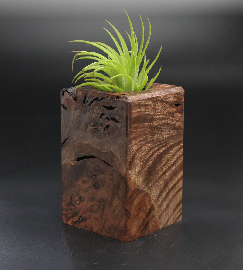 Wood Burl  Air Plant Holder - Tamara (Wood Burl, 701492)