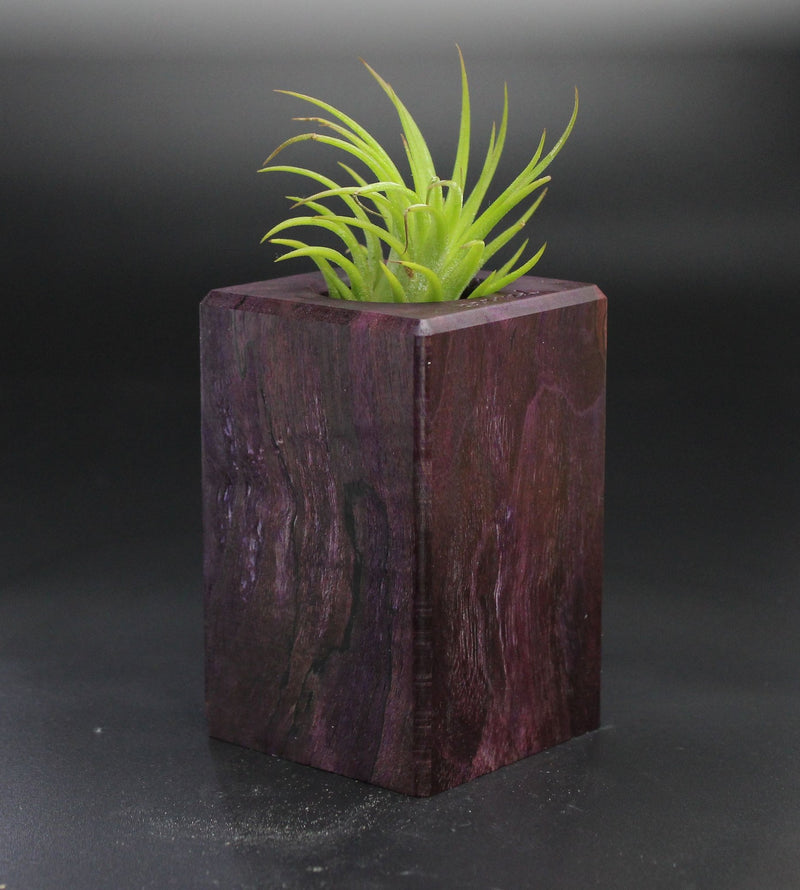 Wood Burl  Air Plant Holder - Johnny (Wood Burl, 701493)