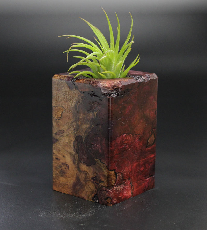 Wood Burl  Air Plant Holder - Catina (Wood Burl, 701494)