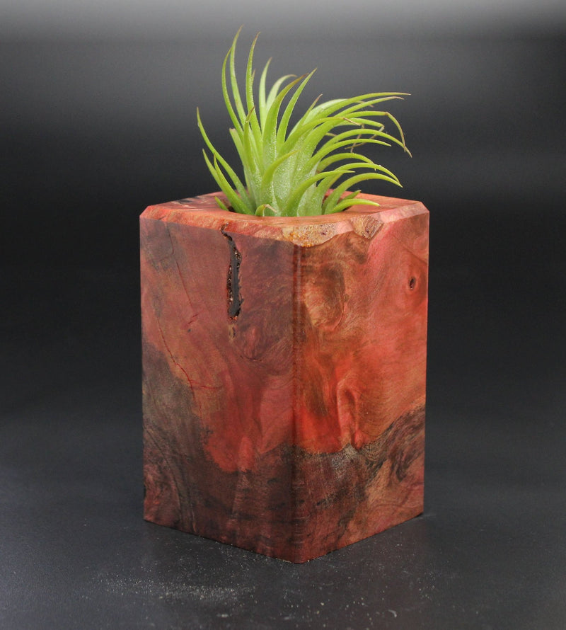 Wood Burl  Air Plant Holder - Amora (Wood Burl, 701495)