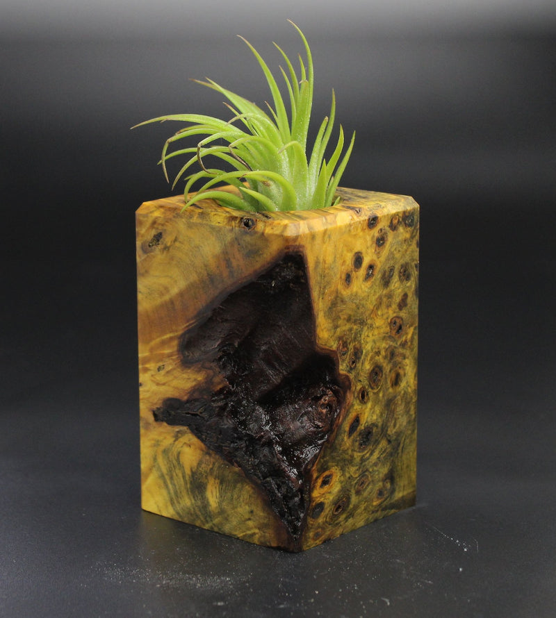 Wood Burl  Air Plant Holder - Orion (Wood Burl, 701496)