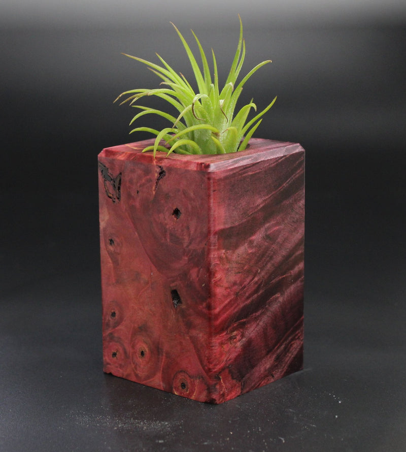 Wood Burl  Air Plant Holder - Kay (Wood Burl, 701497)