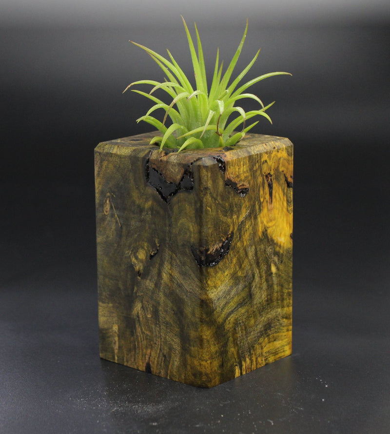 Wood Burl  Air Plant Holder - Isabelle (Wood Burl, 701498)