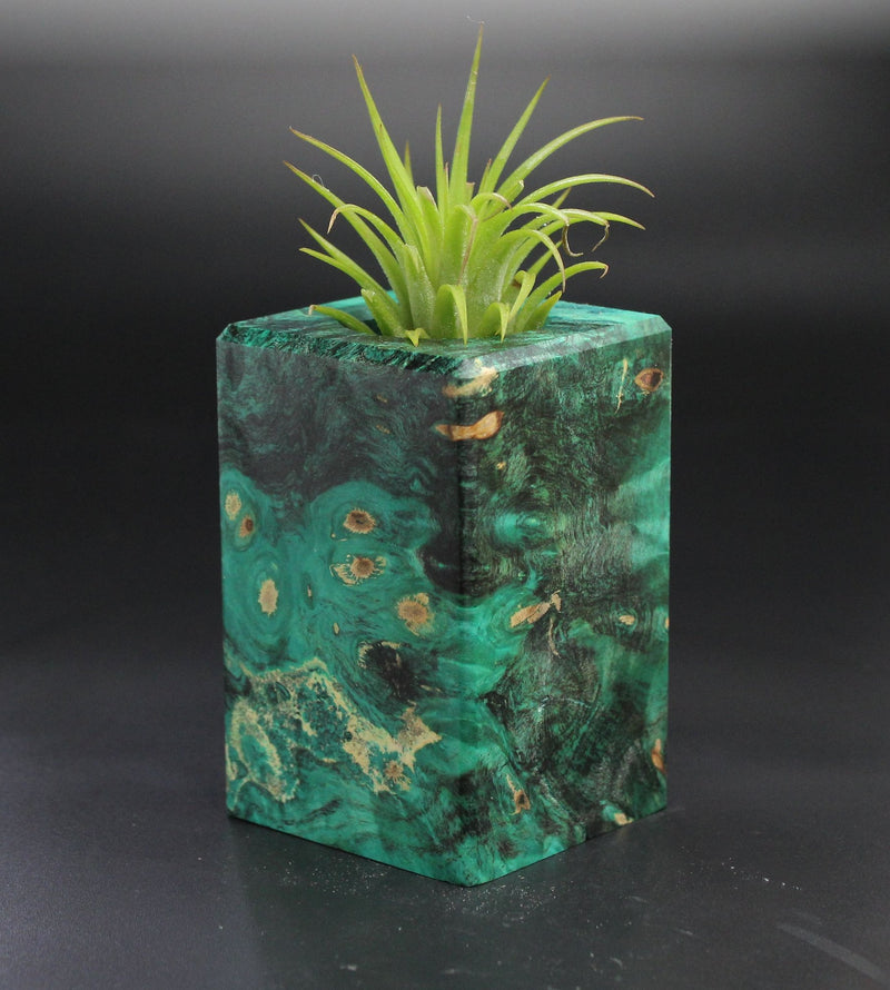Wood Burl  Air Plant Holder - Marlene (Wood Burl, 701499)