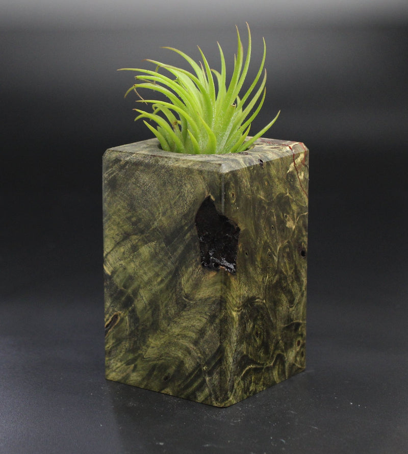 Wood Burl  Air Plant Holder - Brianne (Wood Burl, 701500)