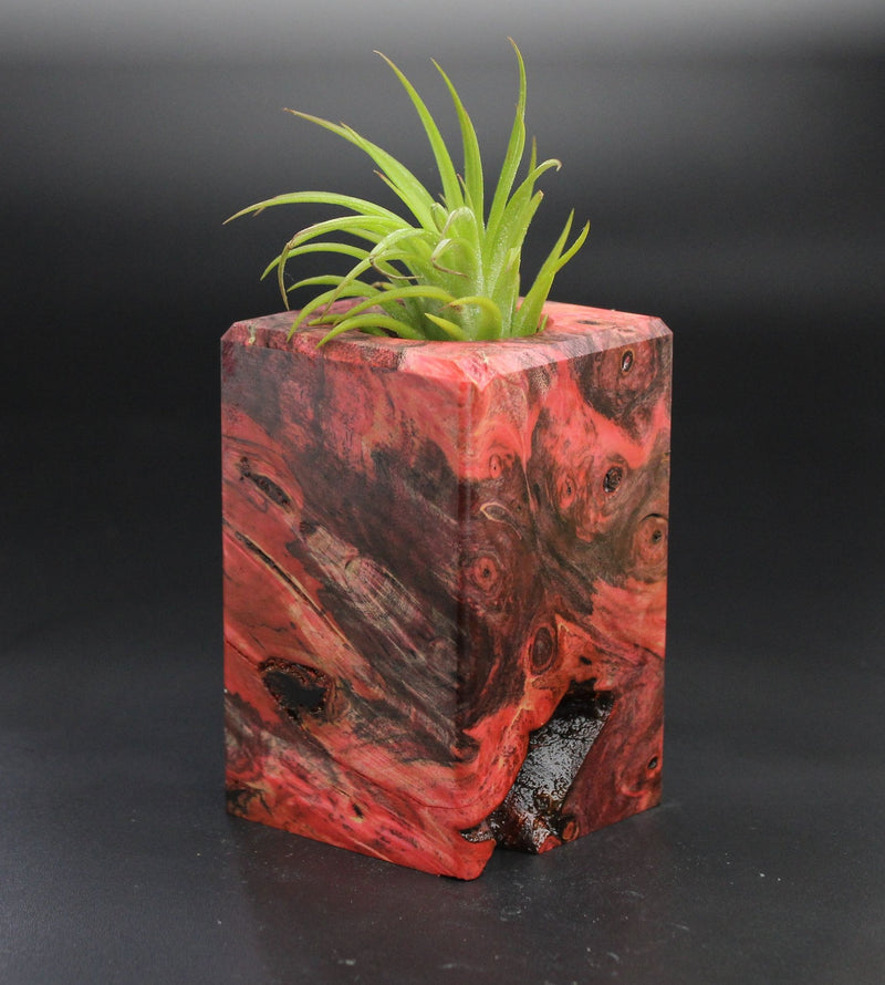 Wood Burl  Air Plant Holder - Kyra (Wood Burl, 701501)