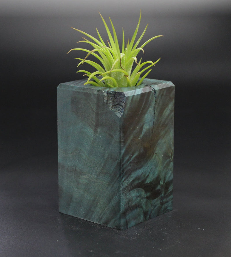 Wood Burl  Air Plant Holder - Kaylee (Wood Burl, 701502)