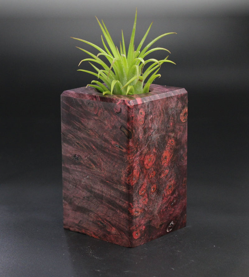 Wood Burl  Air Plant Holder - Trista (Wood Burl, 701503)