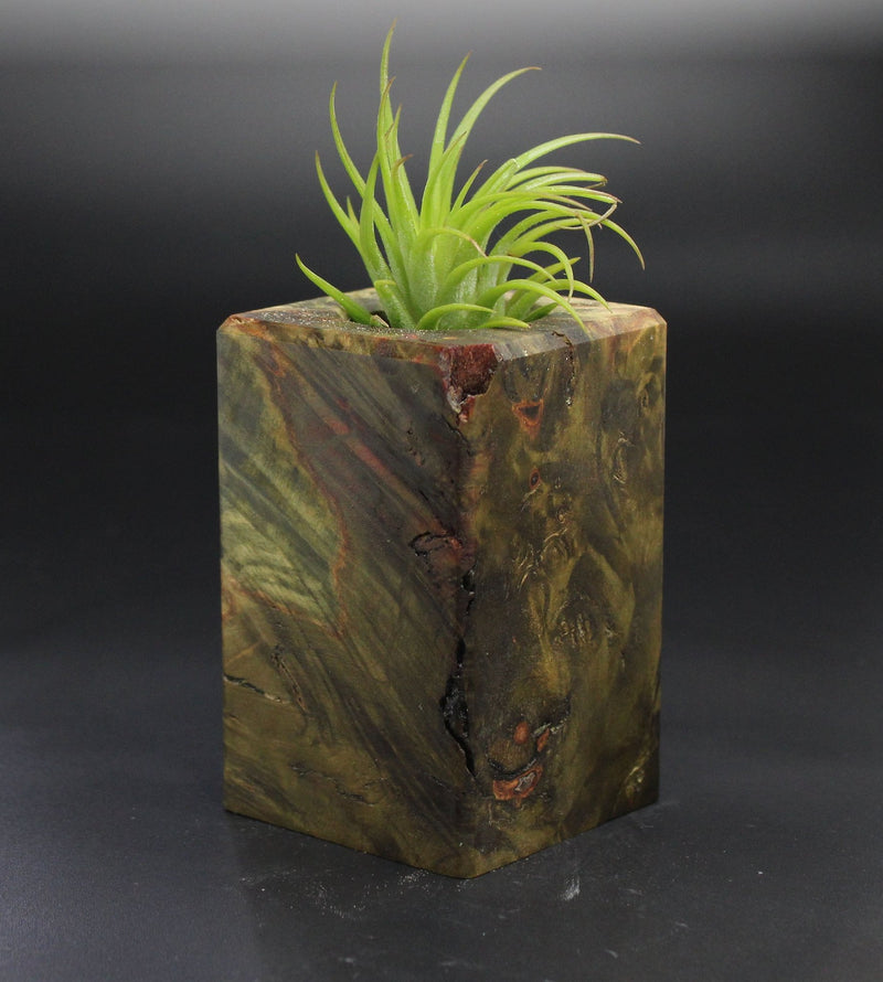 Wood Burl  Air Plant Holder - Jim (Wood Burl, 701504)