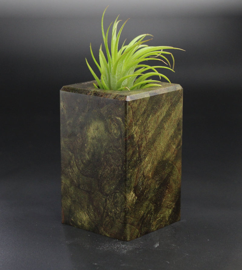 Wood Burl  Air Plant Holder - Annette (Wood Burl, 701506)