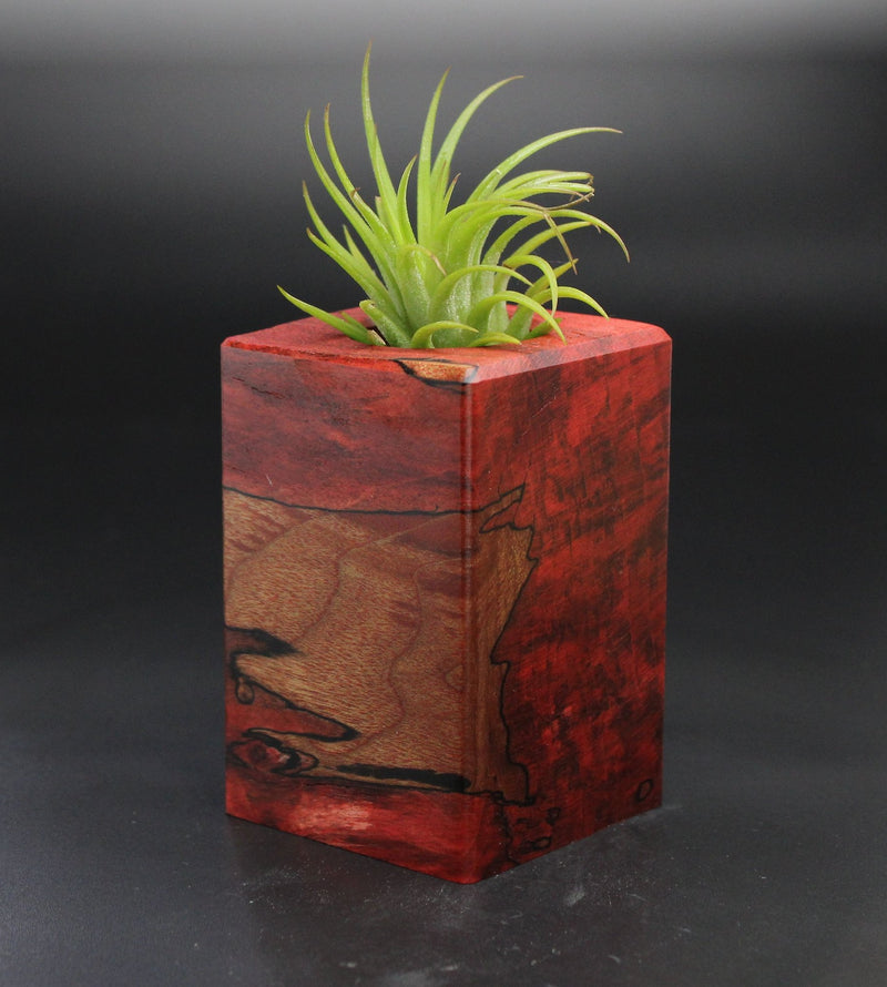 Wood Burl  Air Plant Holder - Celia (Wood Burl, 701507)
