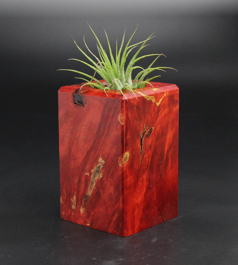 Wood Burl  Air Plant Holder - Adaline (Wood Burl, 701542)