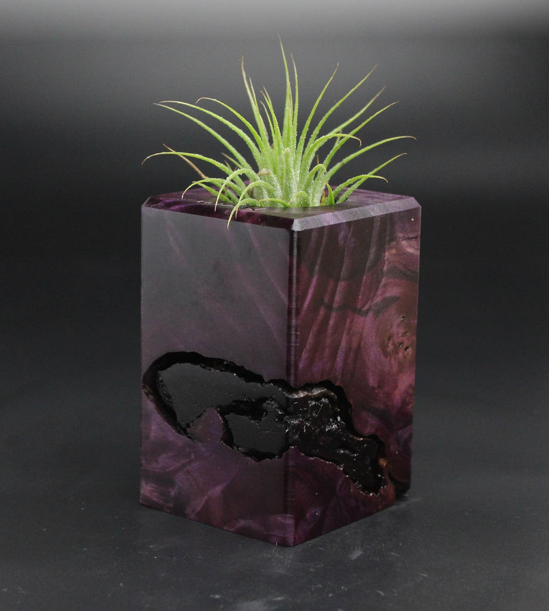Wood Burl  Air Plant Holder - Stacie (Wood Burl, 701543)