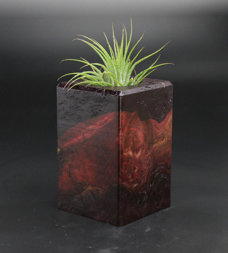 Wood Burl  Air Plant Holder - Everleigh (Wood Burl, 701544)