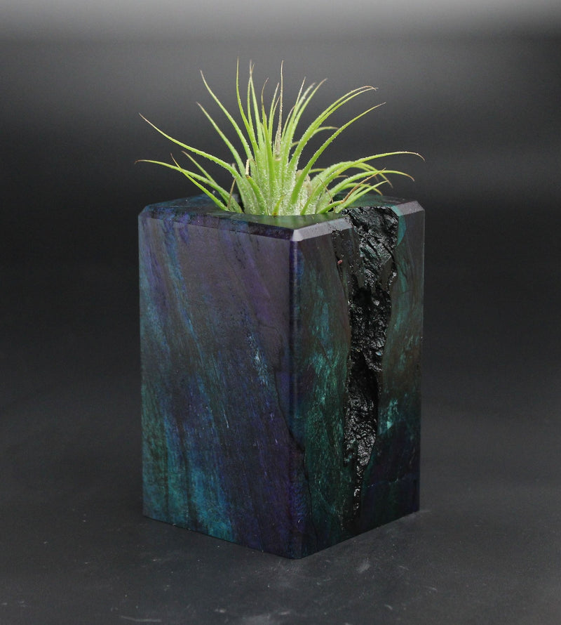 Wood Burl  Air Plant Holder - Anthony (Wood Burl, 701545)